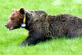 Pri Kremnici bijú na poplach: Tristokilový medveď špehuje ľudí! Vidíte ho na fotke?