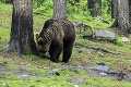 Ľudia v okolí Bojníc, pozor! V blízkosti domov sa potuluje statný medveď