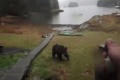 Medveď si chcel pochutiť na kajaku: Neodradil ho ani hysterický majiteľkin krik