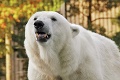 Klondike († 34) už loví v nebi: Zahynul najstarší ľadový medveď