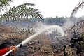 Nové plantáže prinášajú smrť divočine: Orangutany zabíja palmový olej!