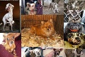 Aj tohto sú ľudia schopní! Najhoršie prípady týraných psíkov na Slovensku