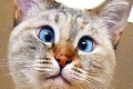 Toto zvieratko je novou hviezdou internetu: Škuľavá mačka Muni!