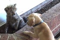Nezvyčajné puto dvoch mláďat: Z geparda a šteniatka sa stali bratia!