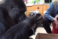 Gorila Koko dostala k narodeninám rozkošný darček: Adoptovala si dve mačiatka!