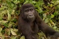 Filmári nastavili kamery, aby nakrútili gorily: Dostali lepšie video, ako čakali!