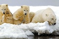 Desivá štúdia: Kvôli topiacemu sa ľadu nebudú mať ľadové medvede dostatok potravy