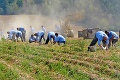 Aký plat majú väzni a koľko percent z nich pracuje? Počet sa oproti minulému roku zvýšil