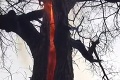 Turistom behal mráz po chrbte, keď našli tento strom: V kmeni prebiehal nevysvetliteľný diabolský úkaz!