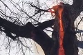 Turistom behal mráz po chrbte, keď našli tento strom: V kmeni prebiehal nevysvetliteľný diabolský úkaz!