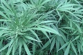 Legalizácia nepomohla: V Kanade sa marihuana naďalej pašuje