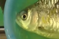 Rybička poprela zákony prírody: Pozrite si VIDEO a pochopíte, prečo jej telo fascinuje celý svet!