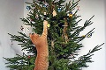 Keď mačky pomáhajú so zdobením stromčeka: Mňau, už sa to ligoce, už ničím Vianoce!