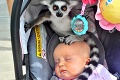 Lemur vymyslel dokonalý plán, ako zdrhnúť z parku: Kamarát, pekne spi a neprezraď ma!