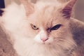 Grumpy Cat má ďalšiu konkurenciu: Mačka Pearl je hviezdou internetu
