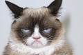 Svetoznáma večne nahnevaná mačka Grumpy Cat má konkurenciu: Psík Earl zabíja pohľadom!