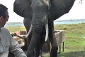 Slon v dopravnej zápche: Majitelia áut zalamujú rukami, pozrite, čo spôsobilo jeho vyčíňanie!