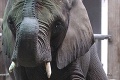 Obrovské nešťastie v ZOO: Slon zabil kameňom malé dievčatko !
