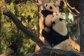 A už dosť! Mamu pandu a jej mláďa internet zbožňuje, sú presne ako ľudia