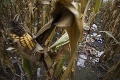 Drsné prekvapenie pre poľnohospodárov v Zlatých Klasoch: Chceli zbierať kukuricu, našli tam takýto bordel