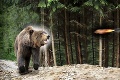 Poľovník musel po 2 rokoch opäť bojovať o život: Na Štefana zaútočila tá istá medvedica!