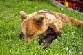 Poľovník musel po 2 rokoch opäť bojovať o život: Na Štefana zaútočila tá istá medvedica!
