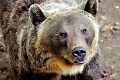 Muža pri behu napadol zúrivý medveď: Stačil milimeter a prišla by krutá smrť!