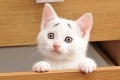 Prekvapené mačiatko roztápa internet: Čo sa to tu deje?!