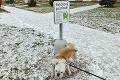 Toto je prvý psí pisoár na Slovensku: Otestoval ho Frenky!