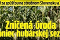 Zničená úroda a koniec hubárskej sezóny! Čo stojí za spúšťou na strednom Slovensku a Záhorí?