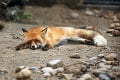 Zvieratá majú vlastnosti, o ktorých ste netušili: Tak preto sa o líškach vraví, že sú prefíkané!