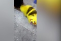 Pokémona chcel mať doma, odniesol si to pes: Spravil z neho Pikachu!