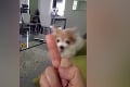 Opovážte sa mu ukázať stredný prst: Nahnevaný pes vám ukáže, čo si myslí o vulgárnych gestách!