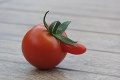 Zuzanini svokrovci vypestovali kráľovnú medzi paradajkami: Tieto fotky zarazia aj skúsených záhradkárov!