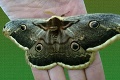 Vzácna fotografia: Okáň hruškový je obor medzi motýľmi