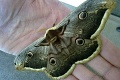 Vzácna fotografia: Okáň hruškový je obor medzi motýľmi