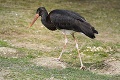Najvzácnejšie operence košickej zoo: Iba bocian čierny robí to, čomu sa iné vtáky vyhýbajú!