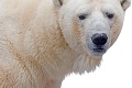 Ľadový medveď Boris u zubára: Potreboval stôl s nadstavcami!