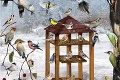 Krutá zima a sneh ohrozujú vtáčiky: Sledujte ich kŕmenie v priamom prenose!