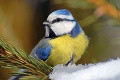 Po návrate z teplých krajín bojujú s prudkým ochladením: Prežijú vtáky návrat snehu?