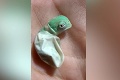 Maličký chameleón hneď po vyliahnutí nezaháľal: Stačila minúta a... vau to je premena!