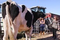 Je toto najväčšia krava na svete? Danniel sprace za deň 50 kíl jedla!