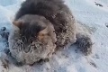 Zvieratko v tuhej zime primrzlo k zemi: Záchrana, ktorá roztápa ľad aj srdcia!