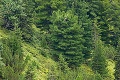 Slováci s kamerami strávili 3 roky v lese: To, čo sa im pritrafilo na konci nakrúcania, je neuveriteľné!