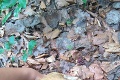 Miška vyrazila do lesa na Kysuciach, našla unikátny kúsok: Táto FOTKA zaskočí aj skúsených hubárov!