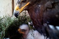 Najzvláštnejší párik pod slnkom: Pozrite, s kým sa stará orlica Hedviga o svoje mláďa!