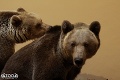 Najznámejšia medvedica bojnickej zoo má nový domov: Balúova láska Nelly skončila vo Francúzsku!