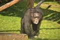 Slovensko prišlo o najstaršieho šimpanza Európy: Alfa samec Kongo († 51) dostal infarkt!