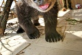 Nový maskot liptovskej zoo láme srdcia návštevníkov: Videli ste už rozkošnejšieho macíka?