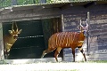 Veľmi vzácny prírastok v Zoo Bojnice: Malý strachopud si získa srdce každého návštevníka!